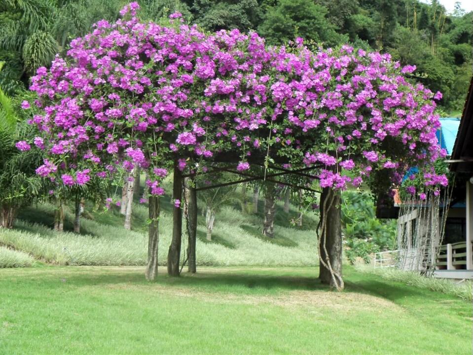 Tureck Garten Hotel Corupá Buitenkant foto